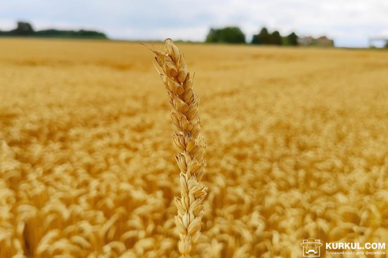 USDA знизили прогноз виробництва пшениці в Україні та ЄС
