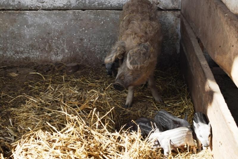 На Черкащині розводять особливу породу свиней