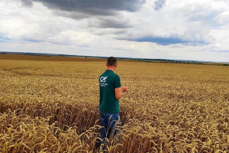 Попри погоду і хвороби — оцінка стану пшениці у Тернопільській області