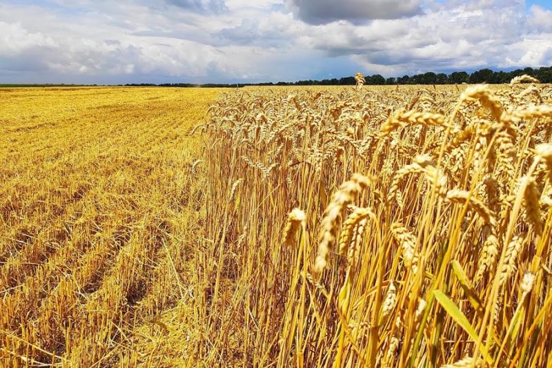 Аналітики одностайні — Росія збере менше пшениці