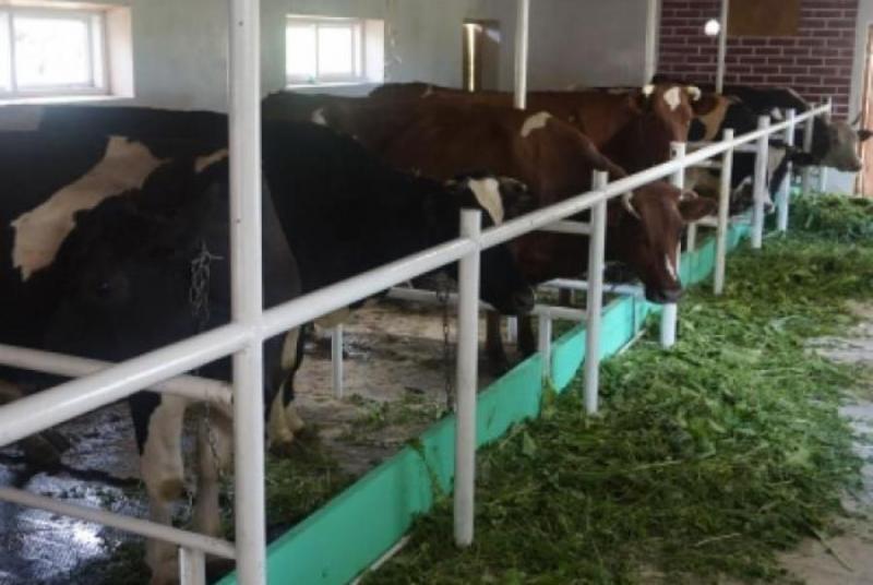 На Рівненщині запрацювала чергова сімейна молочна ферма