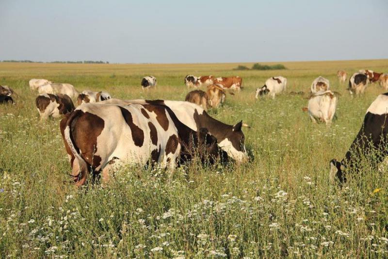 В Україні стало менше рогатої худоби, але збільшилося поголів'я птиці