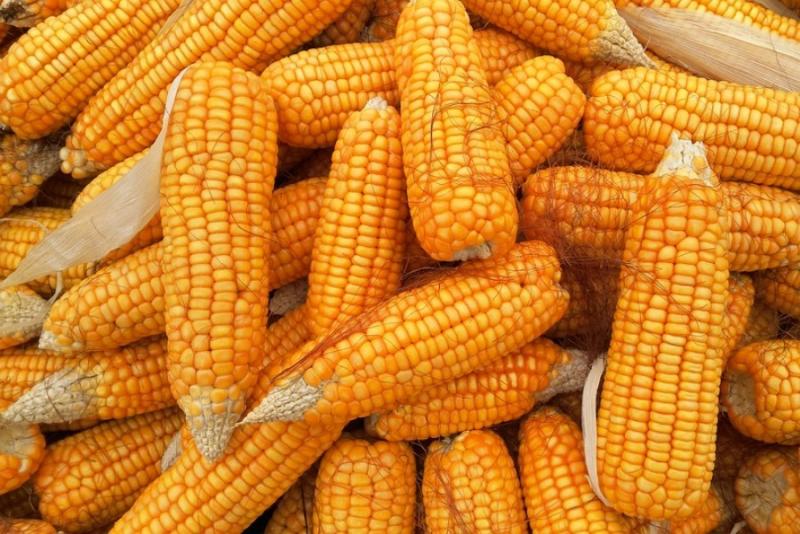 Експортні ціни на українську кукурудзу невпинно зростають