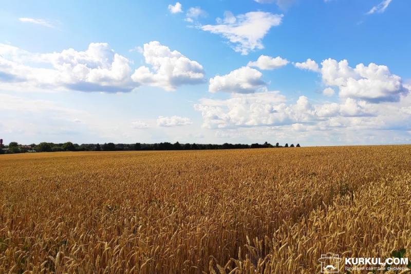 На Миколаївщині самовільно засіяли 28 га пшениці