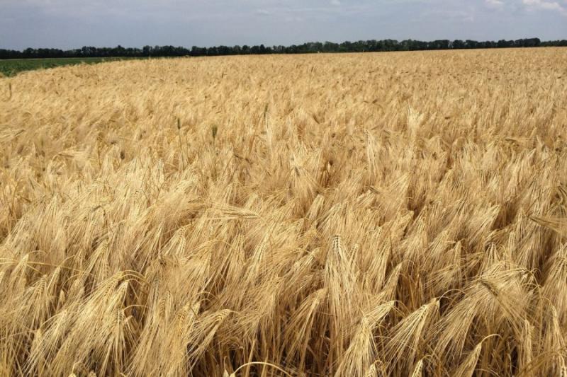На Миколаївщині завершується збір ранніх зернових