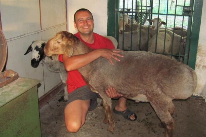 Донецький вівчар експортує овець до Туреччини