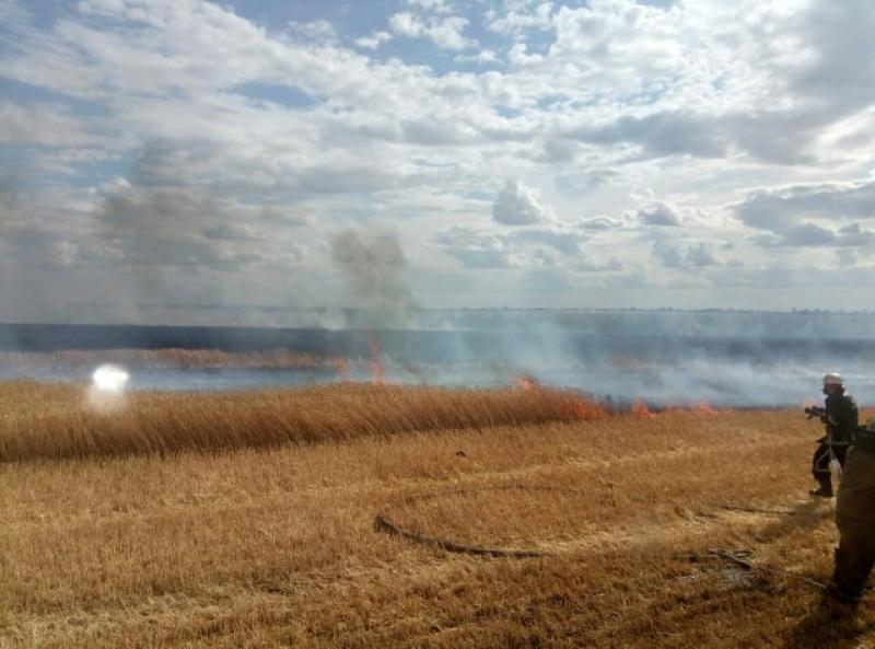 На Київщині від вогню врятували 160 га пшениці
