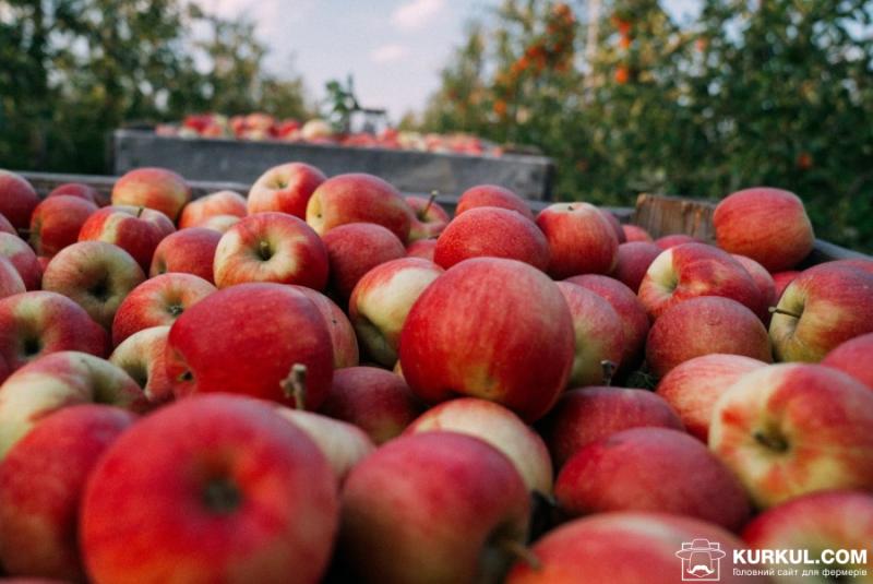 Яблука цьогоріч будуть в дефіциті та дуже дорогі — фермер