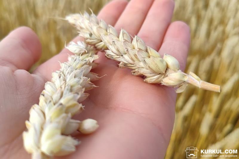 Жнива озимої пшениці в США відстають на 10% — USDA