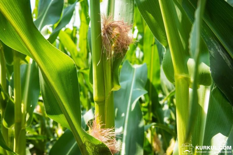 Сходи кукурудзи та сої в США нерівномірні через дощі — експерт