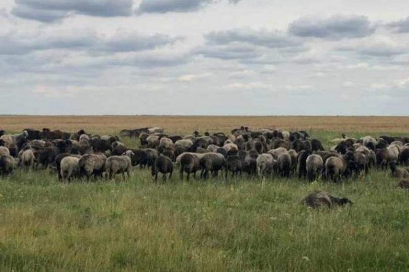На півдні України вирощують овець старовинної каракулевої породи 
