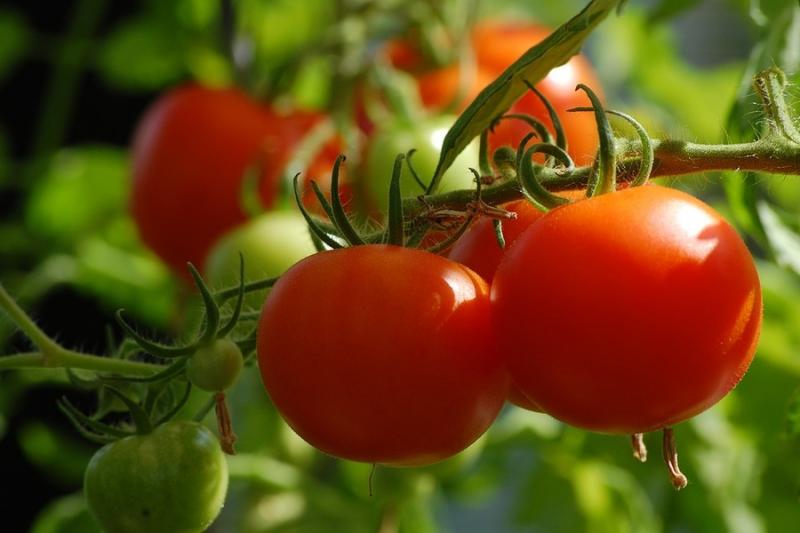 На Луганщині 120 виробників об’єдналися для вирощування натуральних томатів
