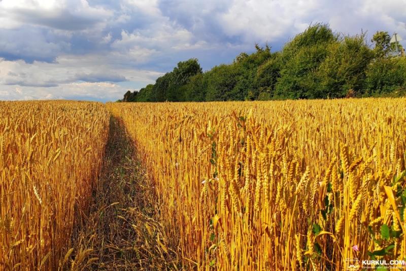 За місяць Україна експортувала понад 3,7 млн тонн зернових