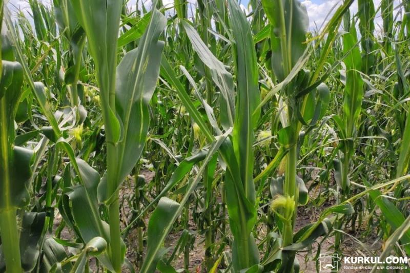 Стан кукурудзи в США погіршився — USDA