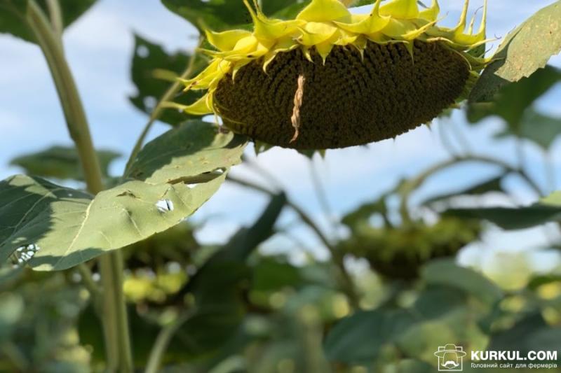 На Херсонщині закупівельники знизили ціни на насіння соняшнику