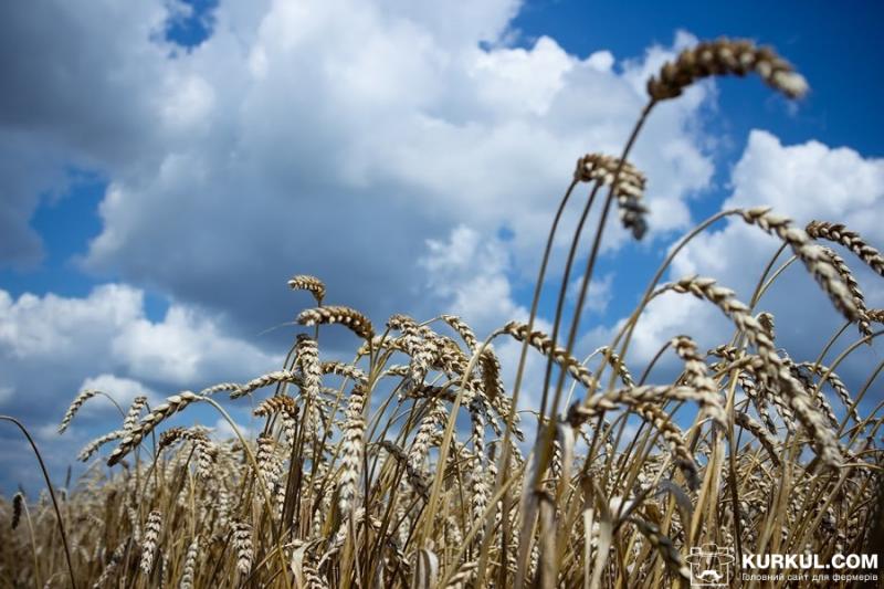 В Україні зібрали 95% ранніх зернових та зернобобових