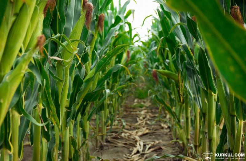 USDA проведе переоцінку виробництва кукурудзи та сої в США