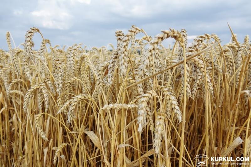 Прогноз врожаю кукурудзи та пшениці в США зріс — USDA