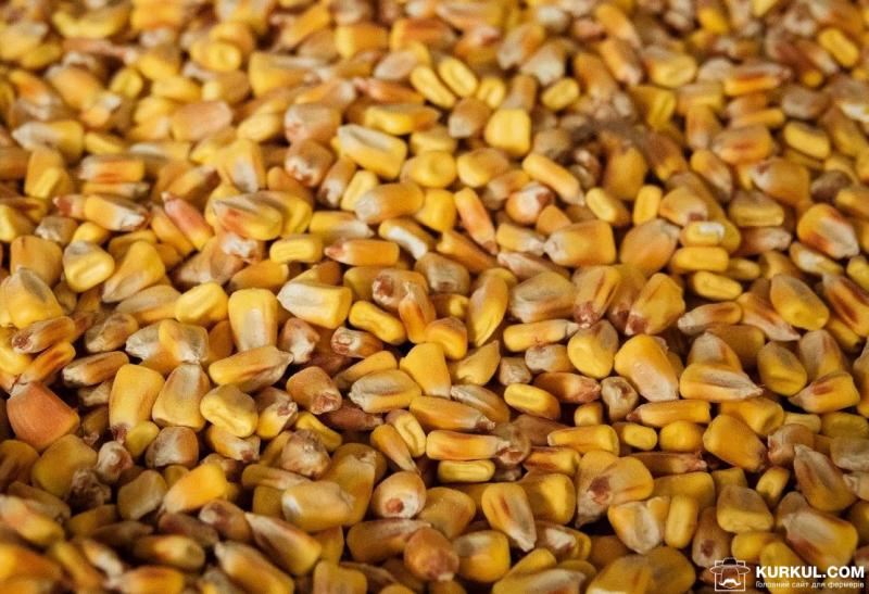 Ціна кукурудзи на чиказькій біржі впала найнижче за останні 3 роки