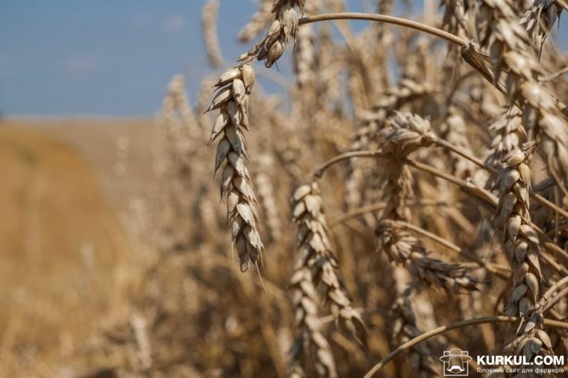 Визначено область-лідера за обсягами врожаю ранніх зернових — Урожай онлайн 2019