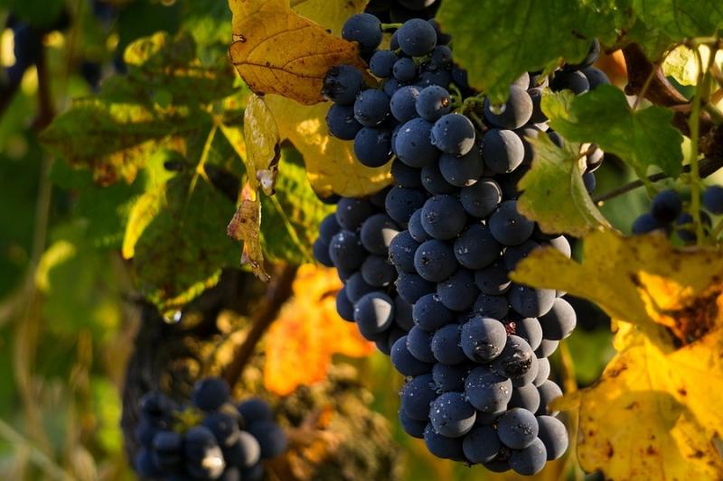 Експерт спрогнозував урожайність столового винограду