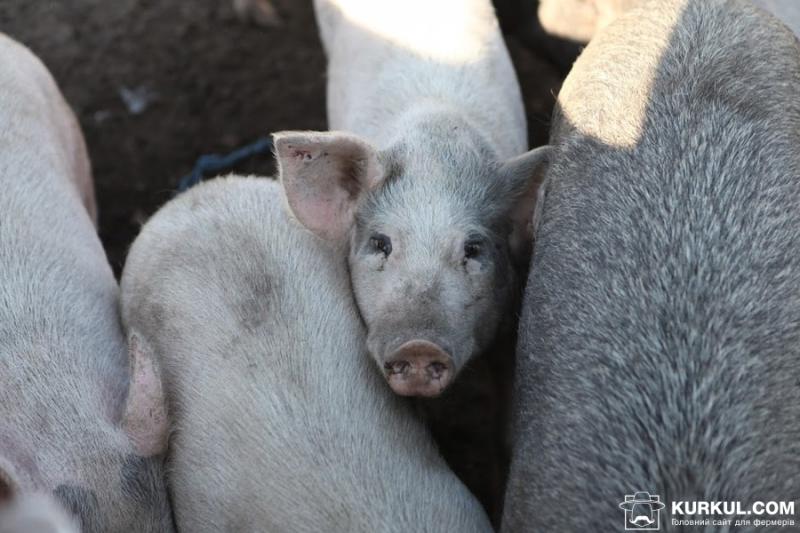 В Україні цього року знищили 170 тисяч свиней через АЧС — Лапа
