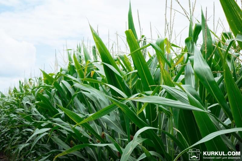 Падіння кукурудзи на Чиказькій біржі ще не вплинуло на українську продукцію