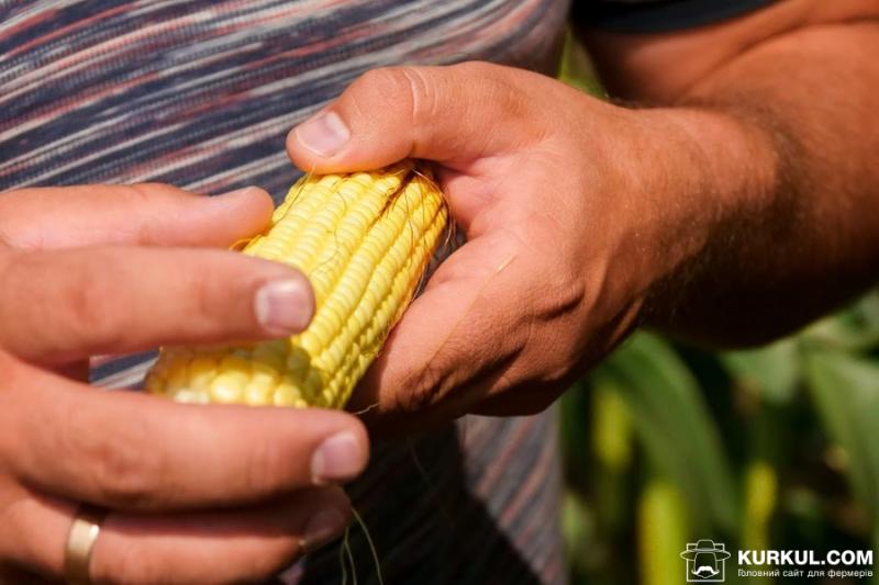 Ціни на українську кукурудзу знизилися під тиском звіту USDA