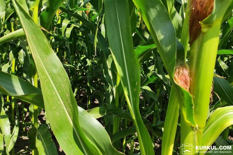 USDA завищили прогноз врожаю української кукурудзи — думка