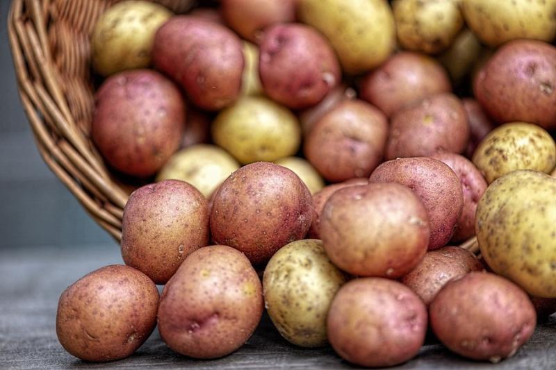 В Україні очікується дефіцит картоплі та яблук