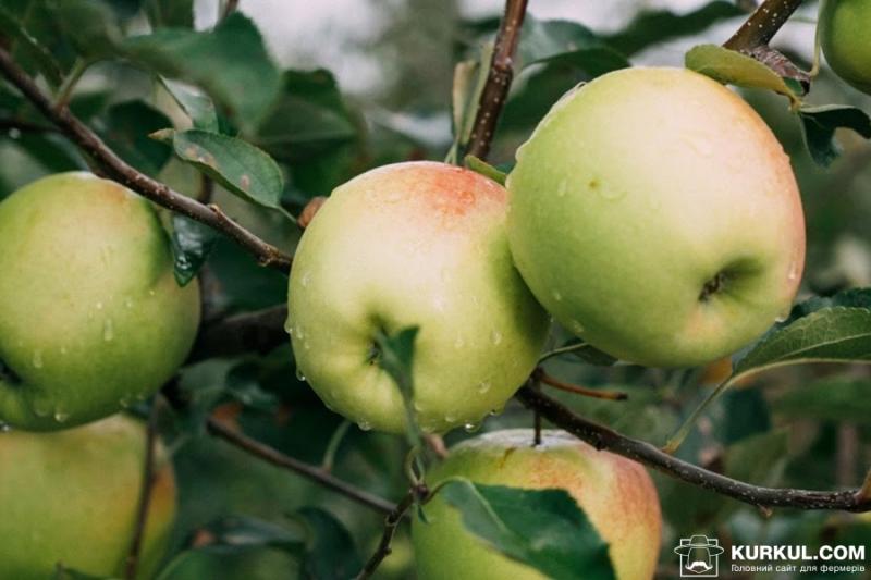 Садівникам варто інвестувати в яблучний бізнес — Ярмак
