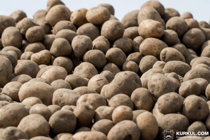 Україна почала імпортувати картоплю з Білорусі
