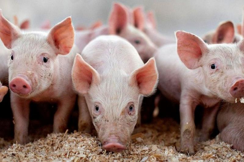 На Львівщині зафіксовано випадок африканської чуми свиней