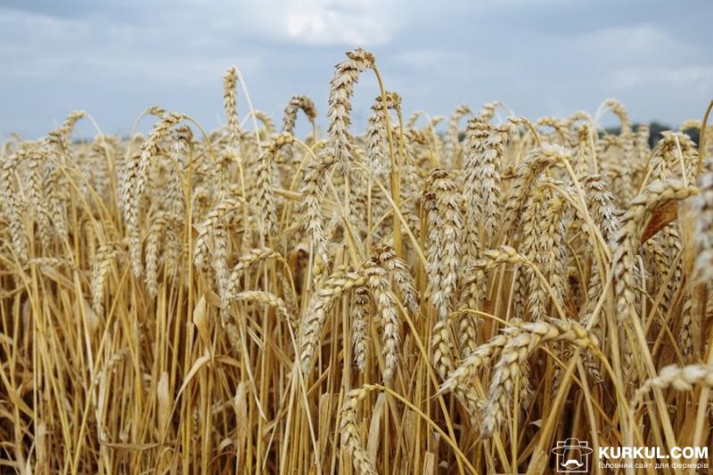 Темпи збирання озимої пшениці у США відстають від минулорічних — USDA