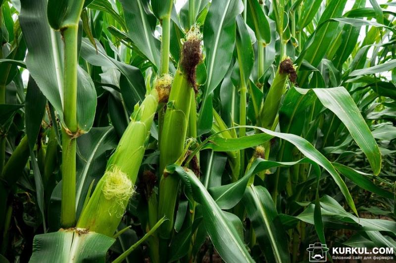 Прогноз USDA по врожаю кукурудзи в США підтвердився — думка