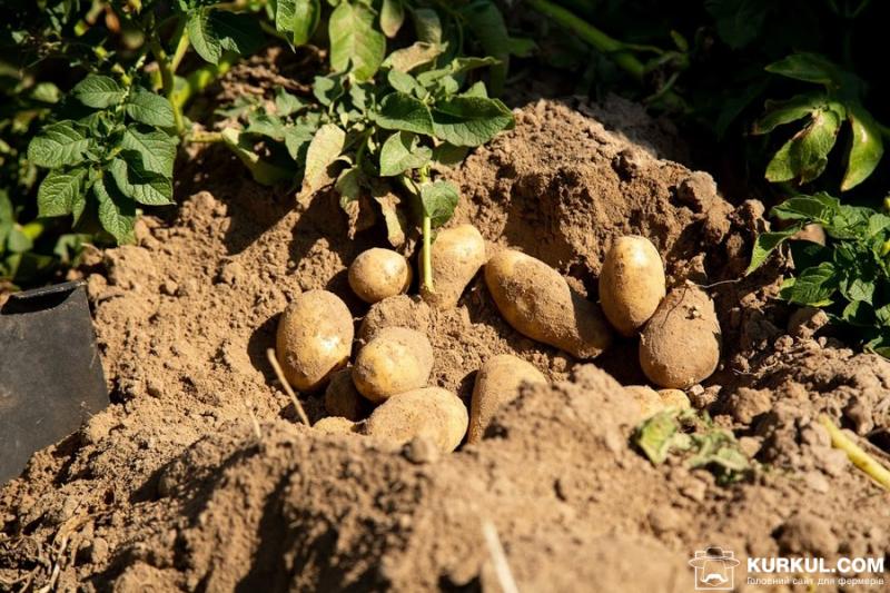 Урожай картоплі буде найменшим за 10 років — Томич