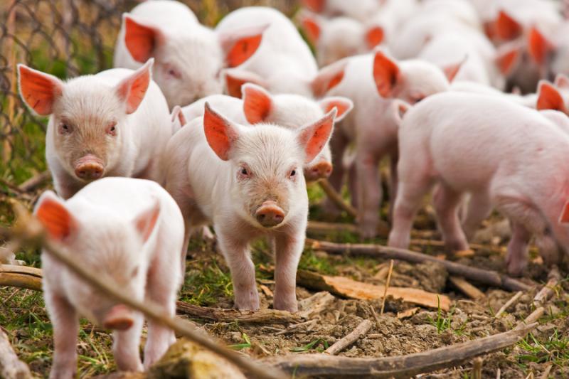 Сотня безпритульних свиней влаштувала облогу селу на Полтавщині