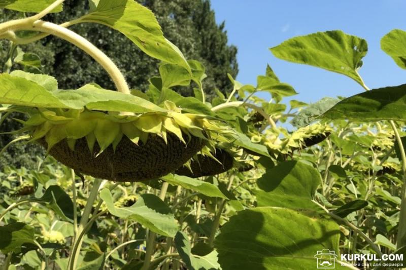 Стан посівів соняшнику та сої в Україні може погіршитися