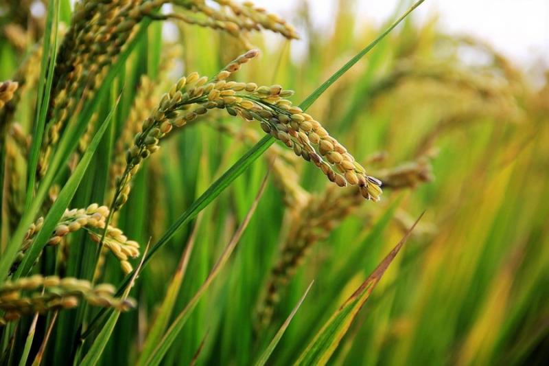 Україні потрібно збільшувати в виробництво рису — Шеремета