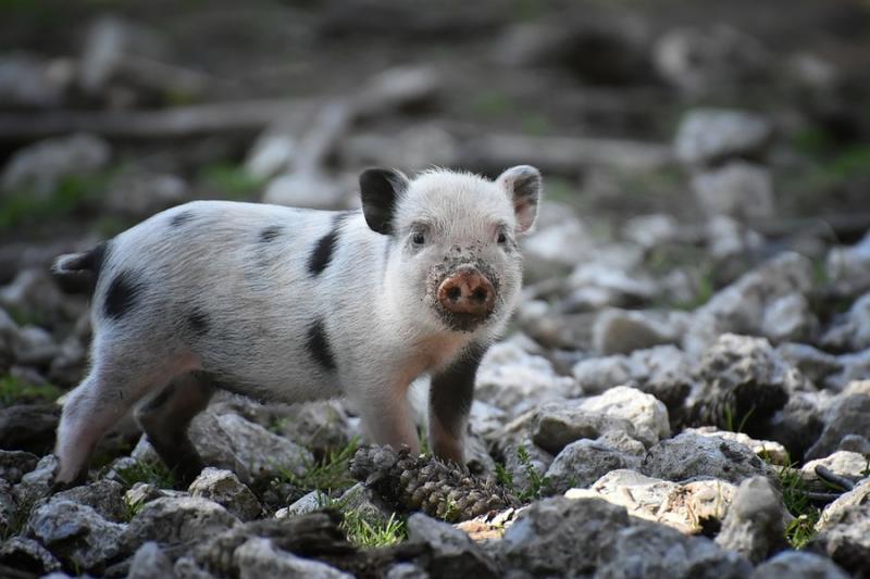 Виробництво промислової свинини зменшиться на 7% — прогноз