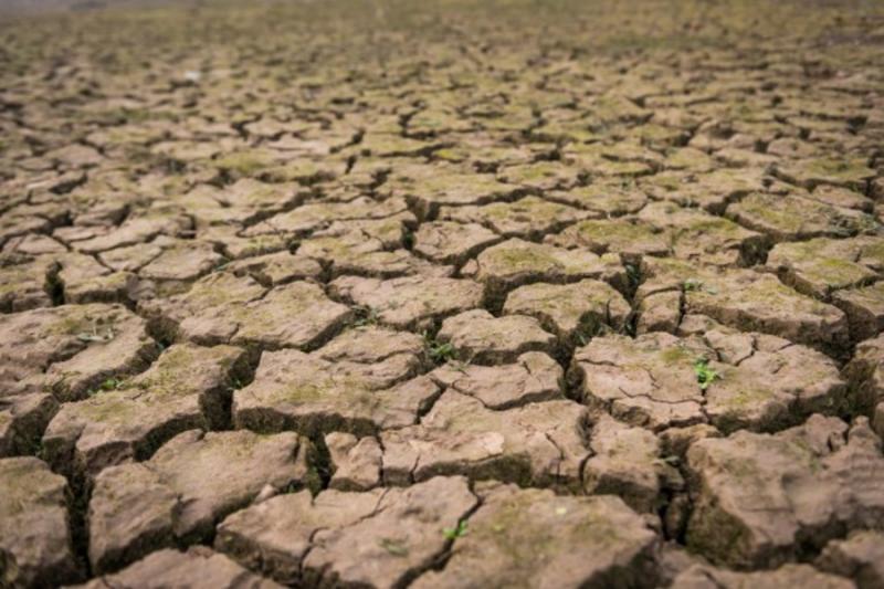 Через посуху Польща втратила третину врожаю сільгоспкультур