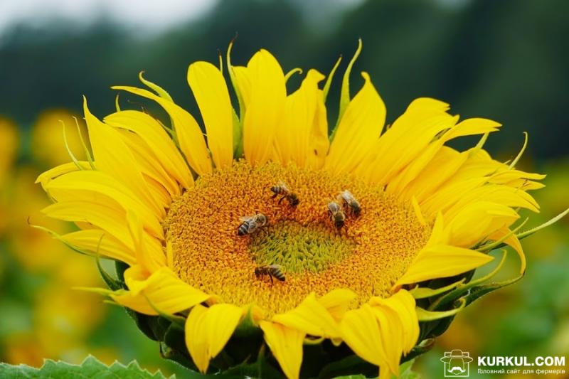 У Бразилії за три місяці загинули 500 млн бджіл