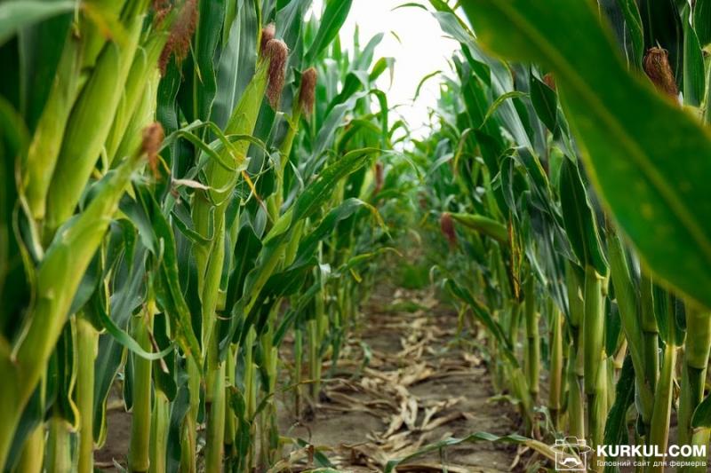Українська кукурудза заміщає американську продукцію в Китаї 