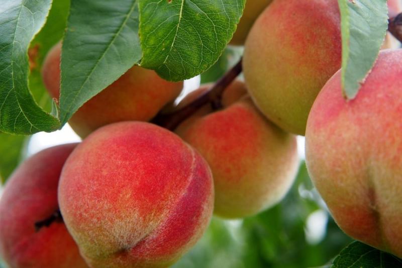 Експерти назвали причини невдалого сезону персиків