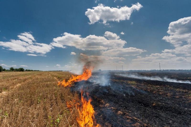 На Тернопільщині оштрафували фермерів за спалювання стерні