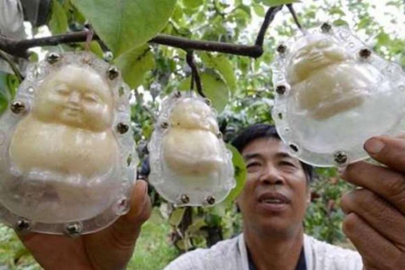 Китайський фермер виростив груші незвичної форми