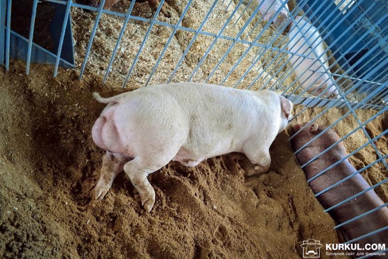 Ціна живця свиней стабілізувалась