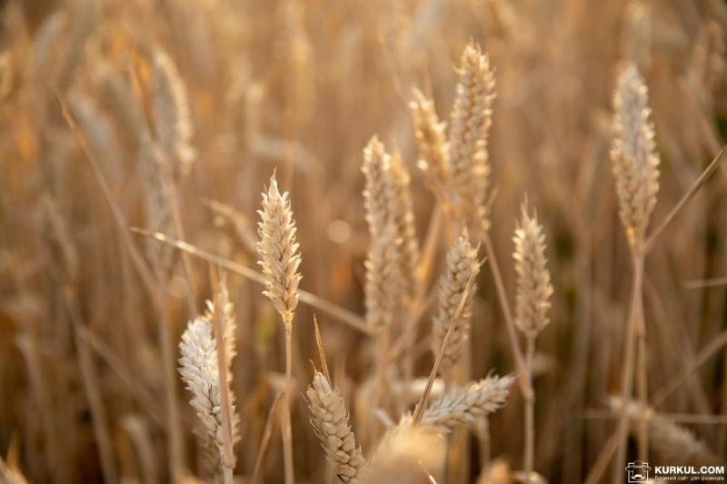 В Україні збільшили прогноз врожаю зернових