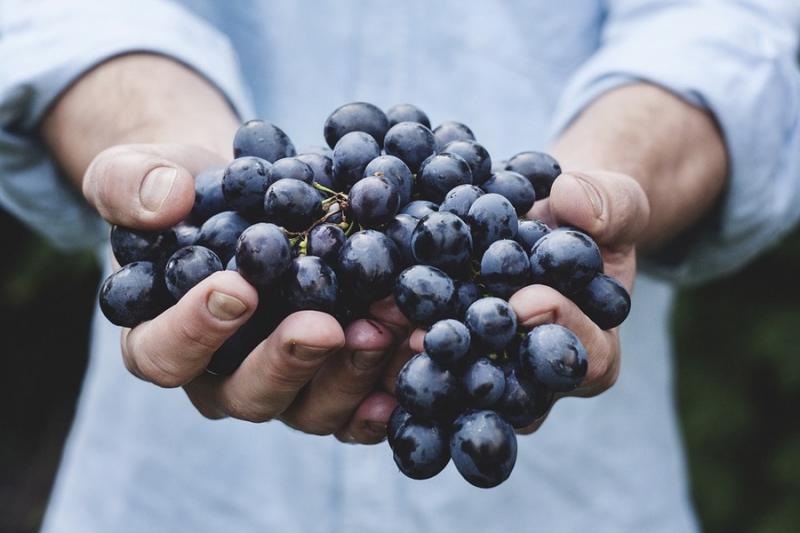 Вирощування столового винограду в теплицях окупиться за 3 роки 