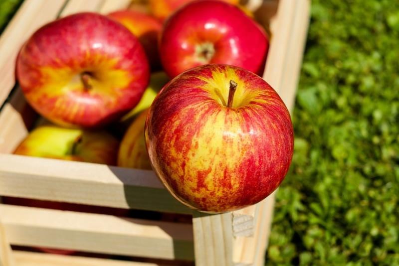 В Україні вперше застосують найсучасніші методи зберігання яблук